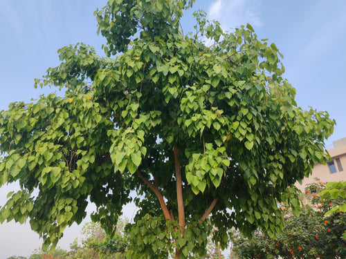 30 FICUS TREE (Bodhi Tree / Sacred Fig / Bo Tree / Pipal) Ficus Religiosa Seeds