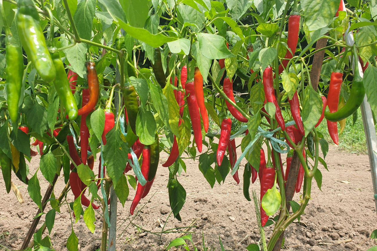 25 Organic KOREAN Dark GREEN PEPPER Lady Han Hot Chili Long Red Capsicum Annuum Seeds