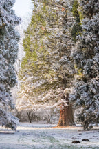 40 GIANT SEQUOIA Sequoiadendron Giganteum Sierra Redwood Tree Seeds