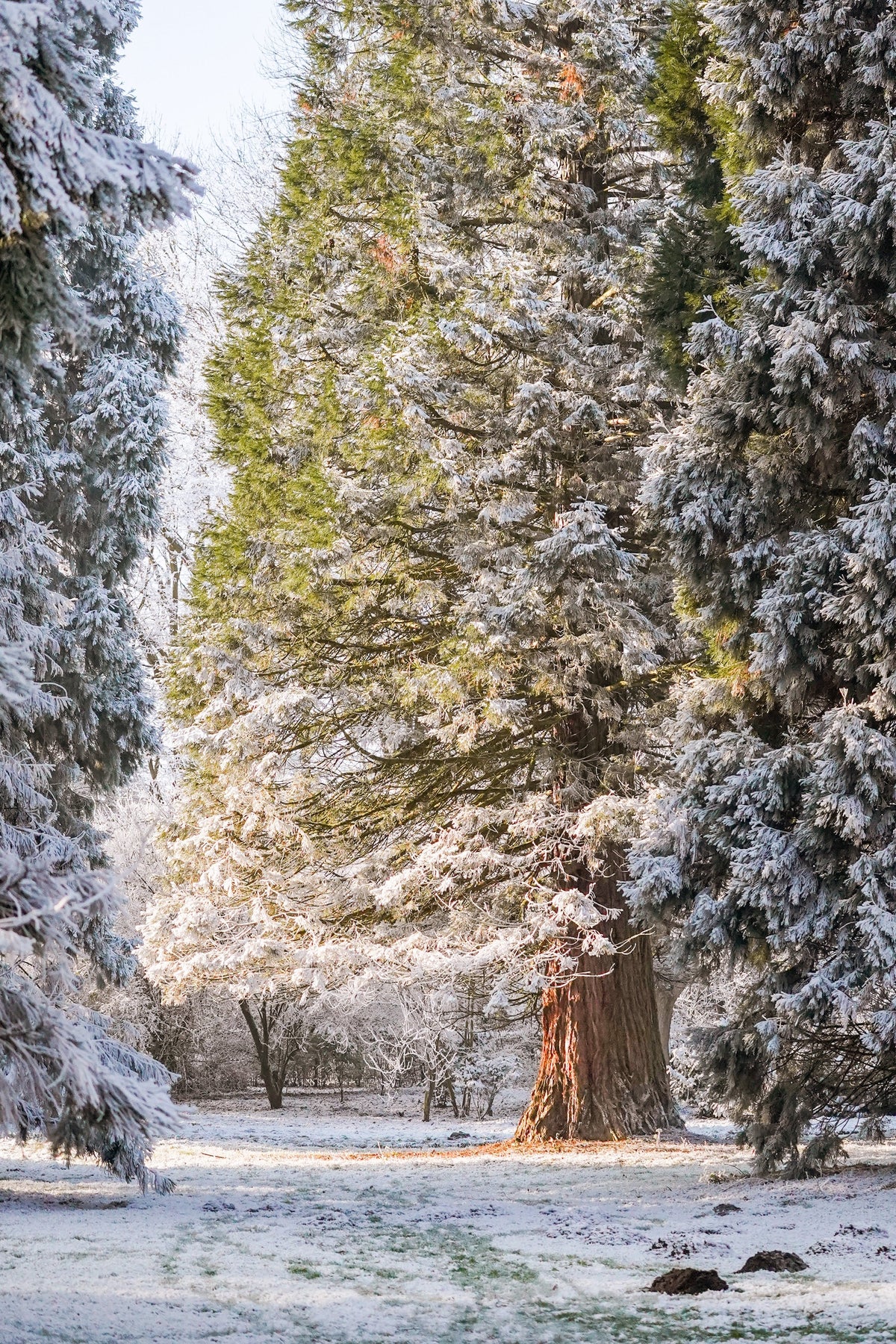 40 GIANT SEQUOIA Sequoiadendron Giganteum Sierra Redwood Tree Seeds