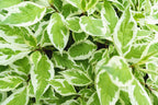 25 FIRE and ICE DOGWOOD Cornus Alba Shrub Tree Variegated Red Bark White Berry & Flower Seeds