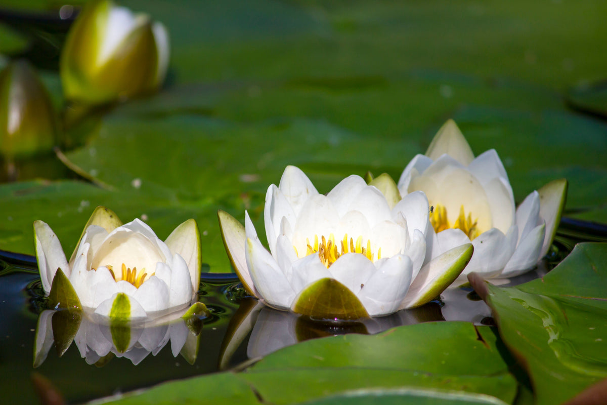 10 WHITE WATER LILY / Lily Pad / Sacred Asian Water Lotus Nymphaea Ampla Flower Seeds
