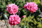 250 Organic PEONY POPPY MIX Papaver Paeoniflorum Mixed Colors Red, White, Pink, Black, Purple, Salmon, Bronze, Lilac, & Bicolor Flower Seeds