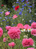 250 Bombast ROSE PEONY POPPY Papaver Peoniflorum Flower Seeds