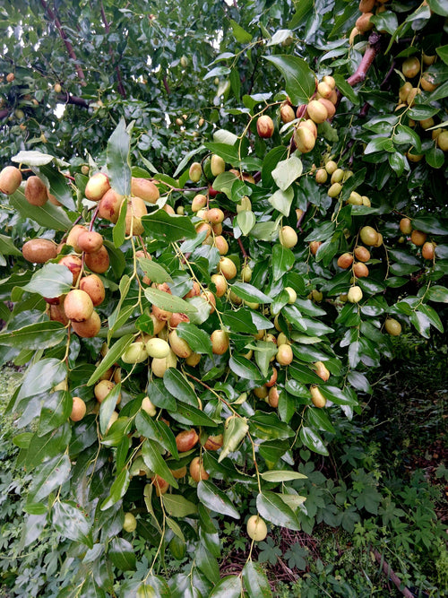 1 NUTMEG TREE Seed Myristica Fragrans Pala MACE Fruit Nut Pumpkin Pie Spice