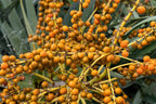 10 DRAGON TREE Dracaena Draco Canary Island Drago Blood Asparagus Yucca Evergreen Succulent Houseplant Orange Berry White Flower Seeds