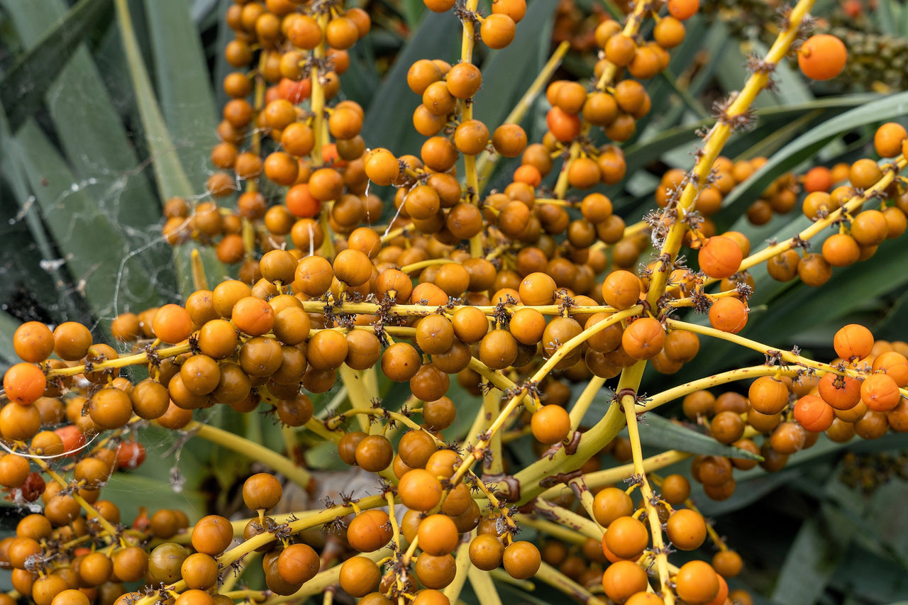 10 DRAGON TREE Dracaena Draco Canary Island Drago Blood Asparagus Yucca Evergreen Succulent Houseplant Orange Berry White Flower Seeds