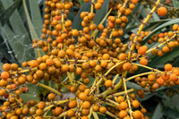 10 DRAGON TREE Dracaena Draco Canary Island Drago Blood Asparagus Yucca Evergreen Succulent Houseplant Orange Berry White Flower Seeds