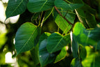 30 FICUS TREE (Bodhi Tree / Sacred Fig / Bo Tree / Pipal) Ficus Religiosa Seeds