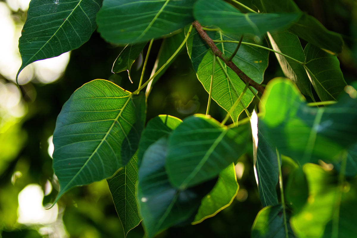 30 FICUS TREE (Bodhi Tree / Sacred Fig / Bo Tree / Pipal) Ficus Religiosa Seeds