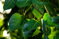 30 FICUS TREE (Bodhi Tree / Sacred Fig / Bo Tree / Pipal) Ficus Religiosa Seeds