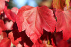 25 Scarlet CAROLINA RED MAPLE Tree Acer Rubrum Seeds