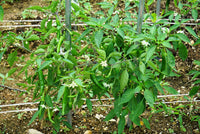 25 Organic KOREAN Dark GREEN PEPPER Lady Han Hot Chili Long Red Capsicum Annuum Seeds