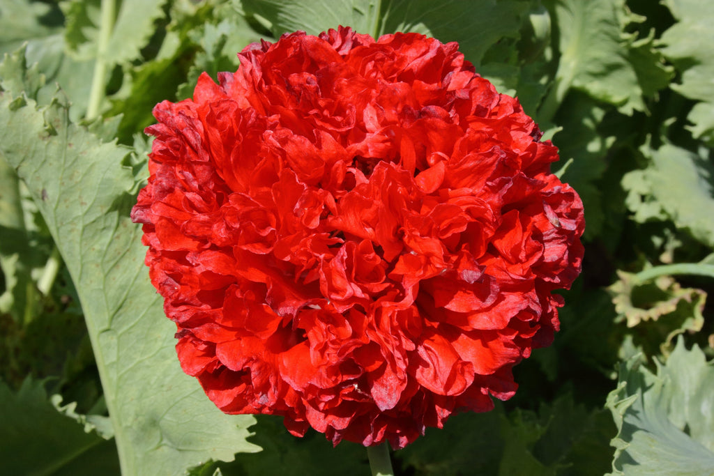 100 Giant Double RED PEONY POPPY Papaver Peoniflorum Flower Seeds