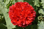 100 Giant Double RED PEONY POPPY Papaver Peoniflorum Flower Seeds