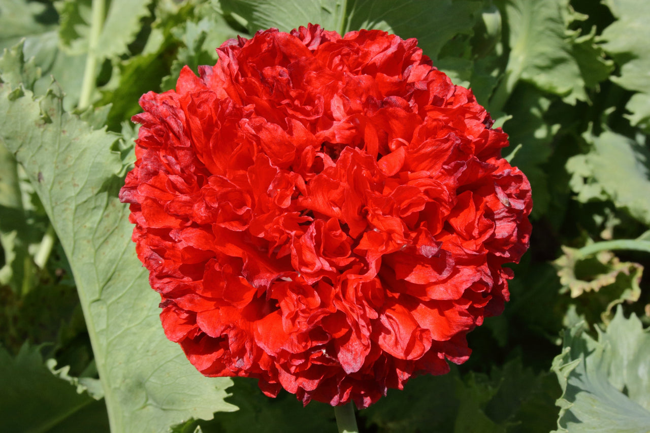 100 Giant Double RED PEONY POPPY Papaver Peoniflorum Flower Seeds