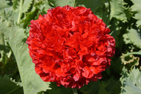 100 Giant Double RED PEONY POPPY Papaver Peoniflorum Flower Seeds