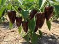 40 MULATO ISLENO PEPPER Brown Mildly Hot Ancho Poblano Capsicum Vegetable Seeds