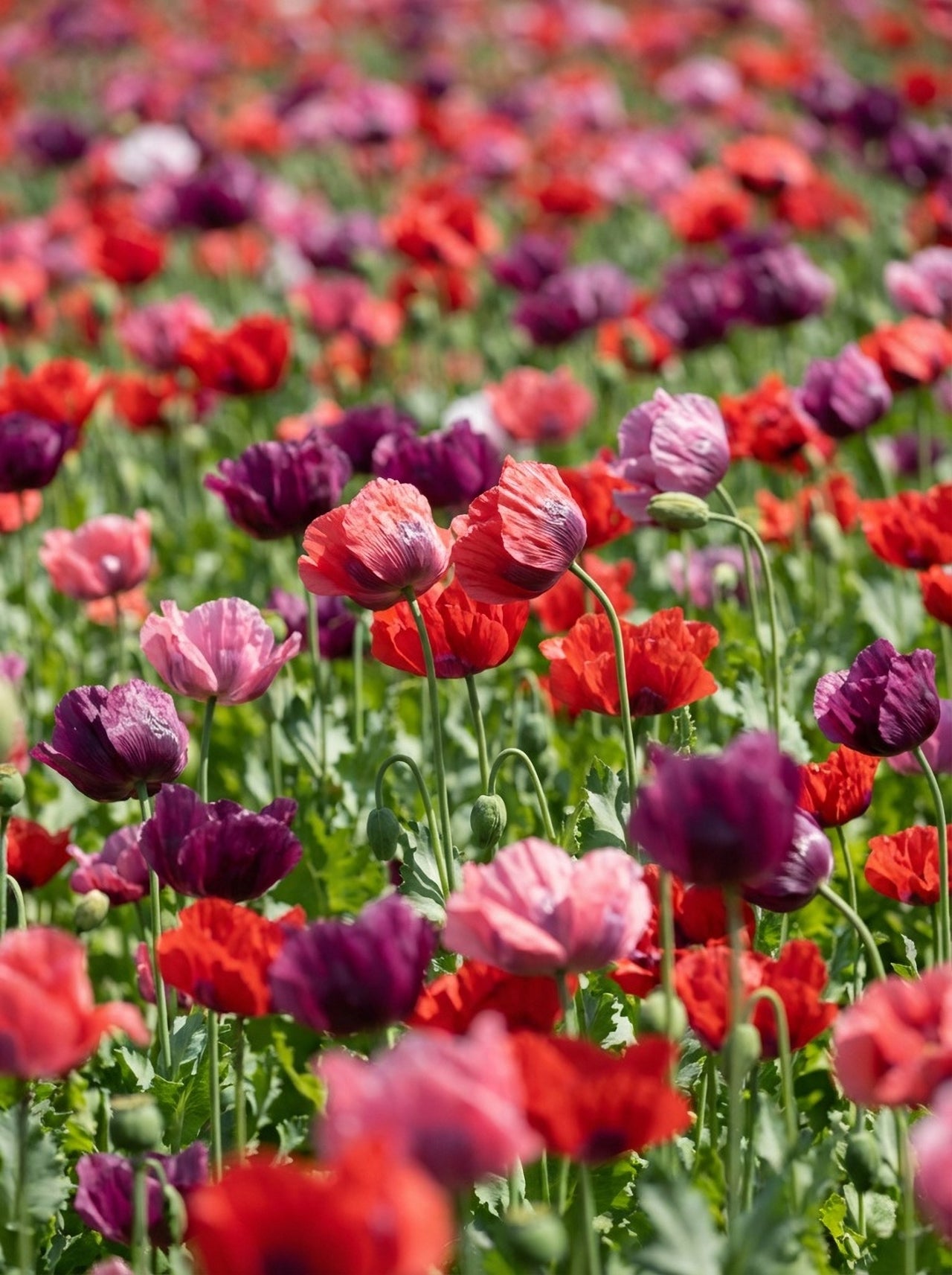 poppy flower seed mix 1000 PEPPERBOX POPPY MIX Papaver Somniferum Mixed Colors Red Violet Flower Seeds