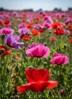 1000 PEPPERBOX POPPY MIX Papaver Somniferum Mixed Colors Red Violet Flower Seeds