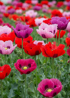 1000 PEPPERBOX POPPY MIX Papaver Somniferum Mixed Colors Red Violet Flower Seeds