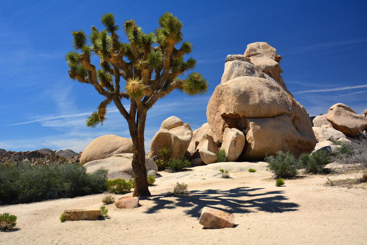 5 JOSHUA TREE Palm Tree Yucca Brevifolia White Flowers Cactus Succulent Seeds