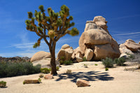 5 JOSHUA TREE Palm Tree Yucca Brevifolia White Flowers Cactus Succulent Seeds