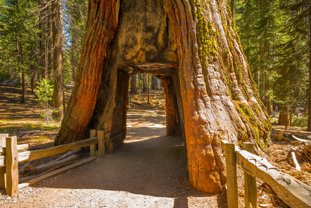 40 GIANT SEQUOIA Sequoiadendron Giganteum Sierra Redwood Tree Seeds