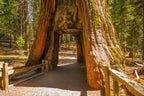 40 GIANT SEQUOIA Sequoiadendron Giganteum Sierra Redwood Tree Seeds