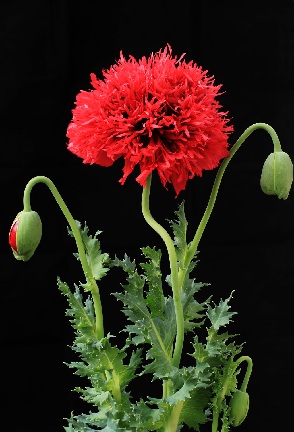 100 Red OASE PEONY POPPY Papaver Peoniflorum Double Flower Seeds