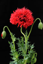 100 Red OASE PEONY POPPY Papaver Peoniflorum Double Flower Seeds