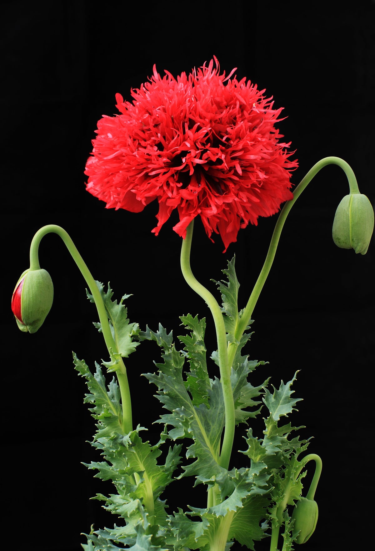 100 Red OASE PEONY POPPY Papaver Peoniflorum Double Flower Seeds