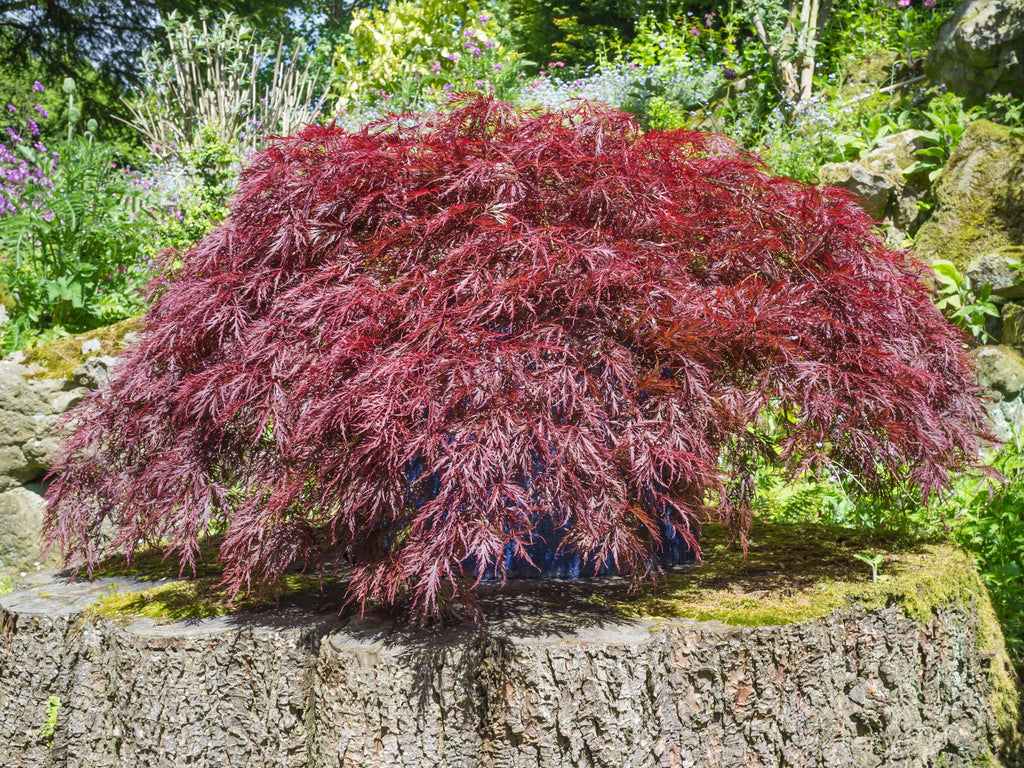 10 INABA SHIDARE MAPLE Weeping Red Laceleaf Japanese Acer Palmatum Dissectum Tree Seeds