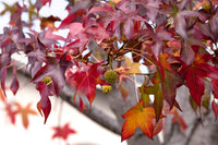 50 AMERICAN SWEETGUM Liquidambar Styraciflua Storax Alligator Sweet Gum Tree Seeds - Great Fall Color! Red Yellow Orange Purple