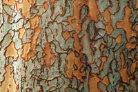 50 CHINESE ELM TREE (Lacebark) Ulmus Parvifolia Seeds