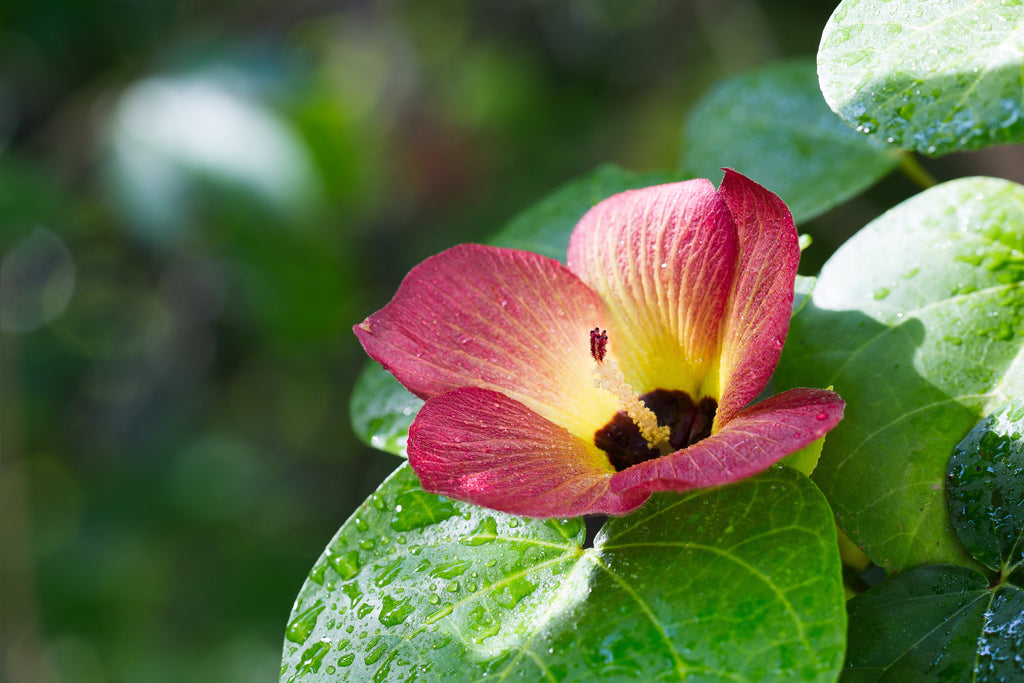 10 PORTIA TREE Yellow Pink Purple Flowers Change Color Pacific Rosewood Tulip Thespesia Populnea Seeds