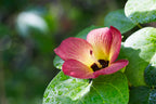 10 PORTIA TREE Yellow Pink Purple Flowers Change Color Pacific Rosewood Tulip Thespesia Populnea Seeds