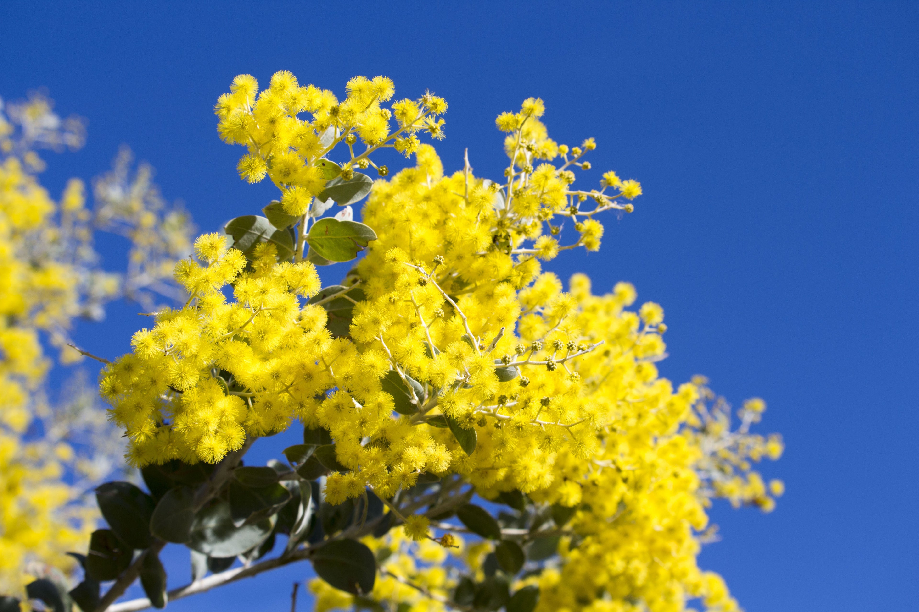10 GOLDEN MIMOSA Acacia Baileyana Yellow Wattle Tree Flower Seeds