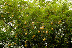1 NUTMEG TREE Seed Myristica Fragrans Pala MACE Fruit Nut Pumpkin Pie Spice