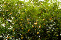 1 NUTMEG TREE Seed Myristica Fragrans Pala MACE Fruit Nut Pumpkin Pie Spice