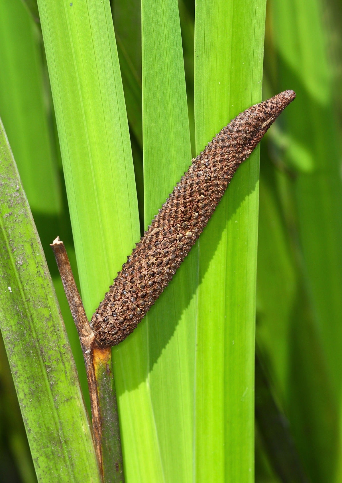 250 SWEET FLAG GRASS Wetland Pond Acorus Calamus Ornamental Seeds