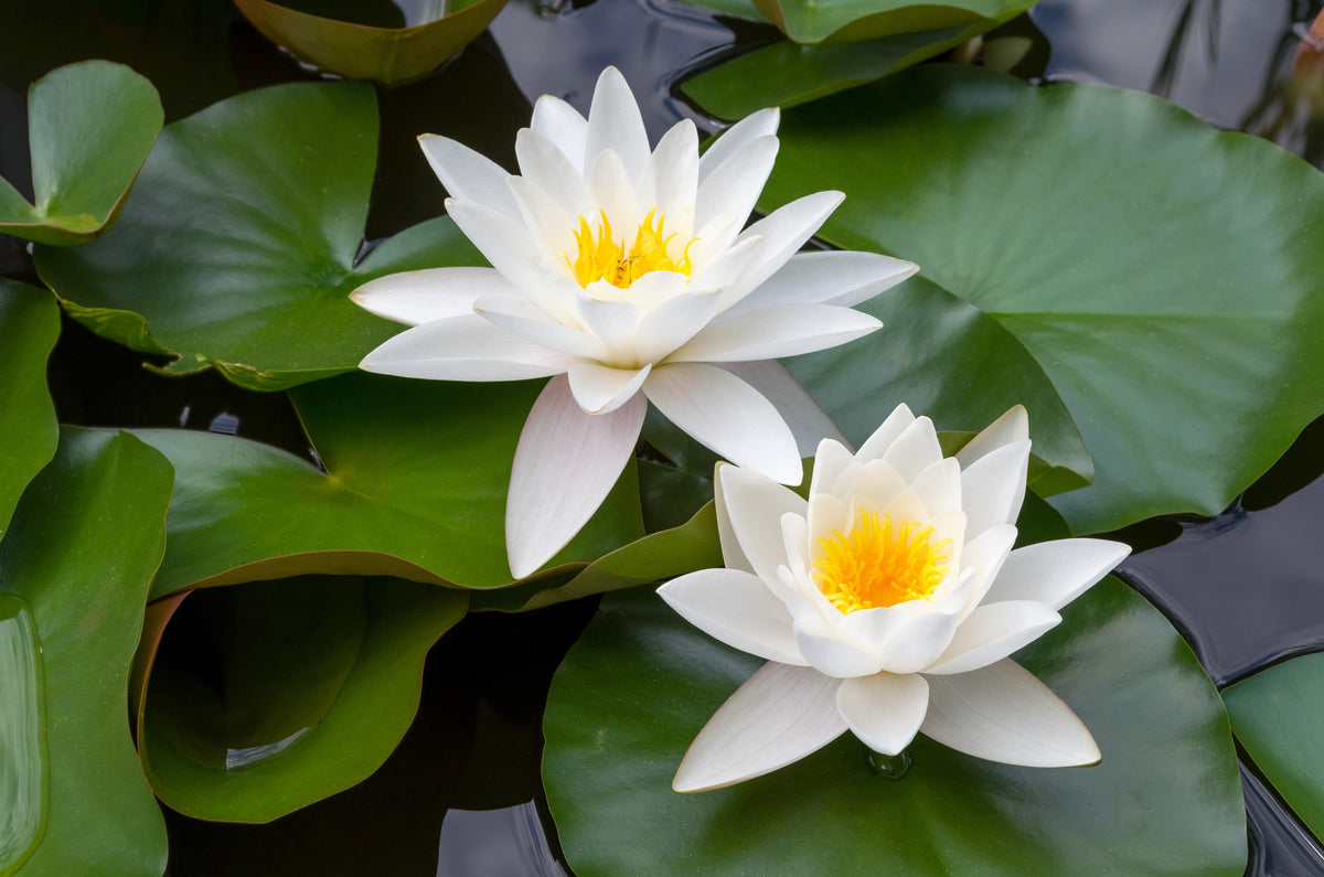 10 WHITE WATER LILY / Lily Pad / Sacred Asian Water Lotus Nymphaea Ampla Flower Seeds