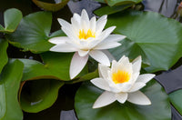 10 WHITE WATER LILY / Lily Pad / Sacred Asian Water Lotus Nymphaea Ampla Flower Seeds