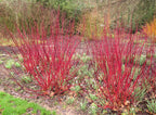 25 FIRE and ICE DOGWOOD Cornus Alba Shrub Tree Variegated Red Bark White Berry & Flower Seeds