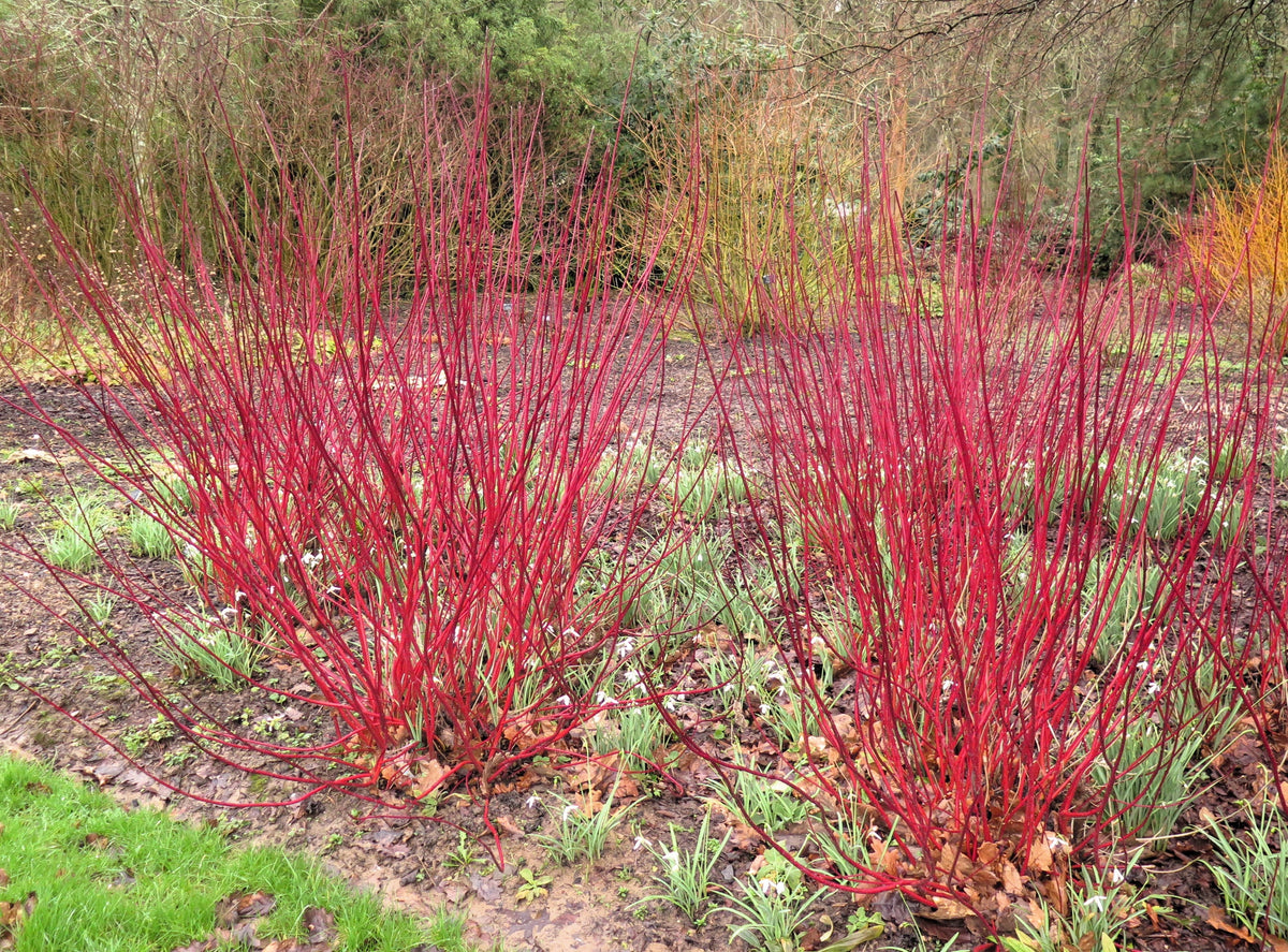 25 FIRE and ICE DOGWOOD Cornus Alba Shrub Tree Variegated Red Bark White Berry & Flower Seeds