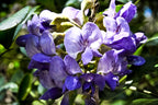 10 TEXAS Mountain LAUREL Sophora Secundiflora Mescal Tree Purple Flower Seeds