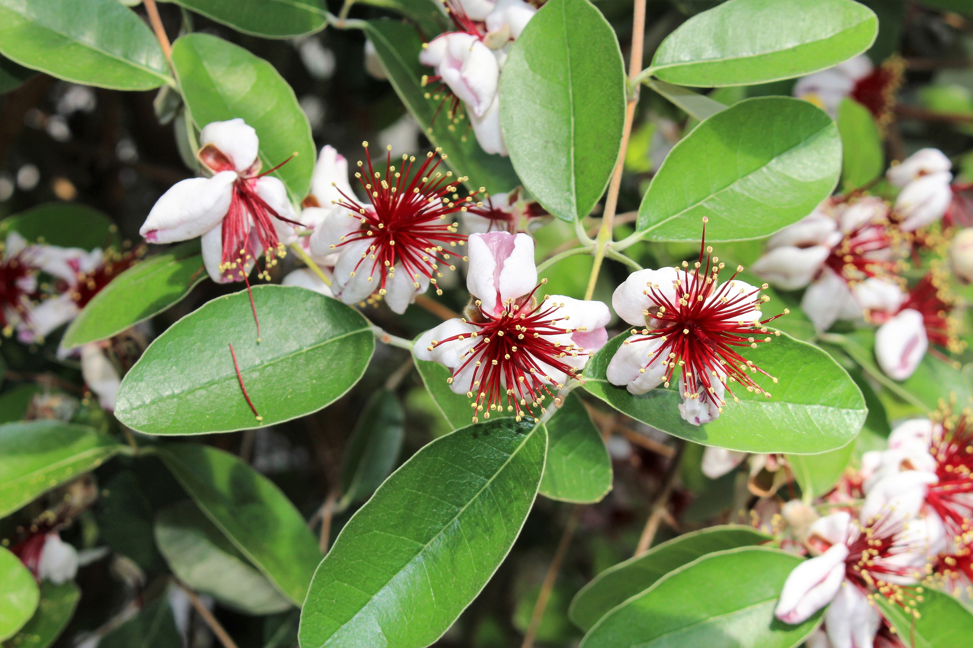 10 PINEAPPLE GUAVA Fruit Acca Guavasteen Brazilian or Fig Guava Feijoa Sellowiana Pink Red Flower Tree Shrub Seeds