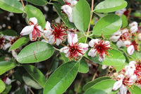 10 PINEAPPLE GUAVA Fruit Acca Guavasteen Brazilian or Fig Guava Feijoa Sellowiana Pink Red Flower Tree Shrub Seeds