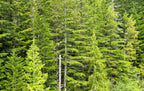 20 DOUGLAS FIR Tree Abies Pseudotsuga Menziesii Christmas Tree Blue Douglas Pine Spruce Native Evergreen Seeds