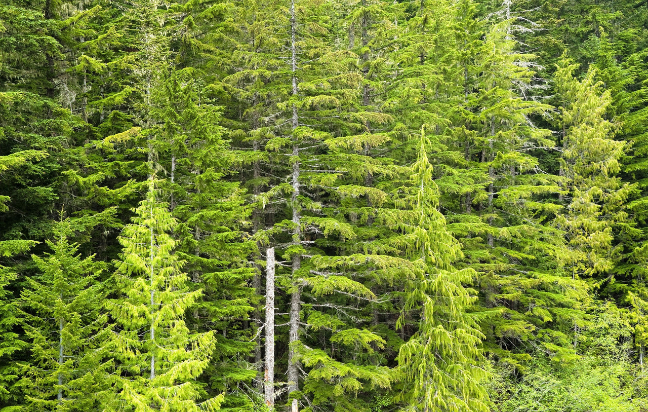Grow Your Own CHRISTMAS TREE - Douglas Fir ( Pseudotsuga Menziesii ) Gift Packet of Tree Seeds